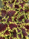 Coleus Leaf Textures