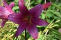 Maroon Petal Oriental Lily Flower Royalty Free Stock Photo