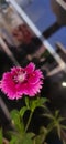 Maroon pink flower with water droplets & blur background