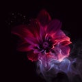 Maroon purple flower in fire, flame. AI generative. Mystery