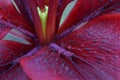 Lily Maroon Flower Petal Abstract Royalty Free Stock Photo