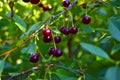 Maroon red cherry berries on branches in the garden Royalty Free Stock Photo