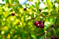 Maroon red cherry berries on branches in the garden Royalty Free Stock Photo