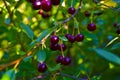 Maroon red cherry berries on branches in the garden Royalty Free Stock Photo