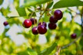 Maroon red cherry berries on branches in the garden Royalty Free Stock Photo