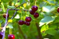 Maroon red cherry berries on branches in the garden Royalty Free Stock Photo