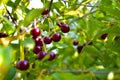 Maroon red cherry berries on branches in the garden Royalty Free Stock Photo