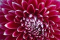 Maroon Red Dahlia Flower Closeup