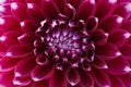 Maroon Red Dahlia Flower Closeup