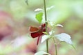 Maroon red dragonfly on flower Royalty Free Stock Photo