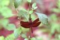 maroon red dragonfly on flower Royalty Free Stock Photo