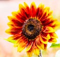 Flower Ring of fire Sunflower from the Royal Botanical Garden, Sydney New South Wales Australia. Royalty Free Stock Photo
