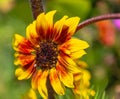 Flower Ring of fire Sunflower from the Royal Botanical Garden, Sydney New South Wales Australia. Royalty Free Stock Photo