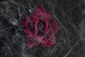 Maroon rose on a black background with cobwebs.