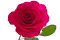 Maroon rose