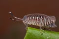 Maroon striped grasshopper