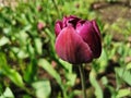 A maroon tulip on a bed of green leaves.The festival of tulips on Elagin Island in St. Petersburg Royalty Free Stock Photo