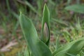 Pink Tipped Tulip Flower Bud 04