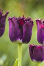 Maroon tulips in the sun.