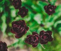 Maroon tulips, top view. Flowers grow in the garden in spring