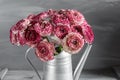 Maroon and white persian buttercup flowers. Curly peony ranunculus in Metallic gray vintage watering can, copy space. Royalty Free Stock Photo