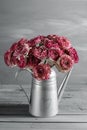 Maroon and white persian buttercup flowers. Curly peony ranunculus in Metallic gray vintage watering can, copy space. Royalty Free Stock Photo