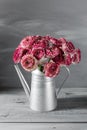 Maroon and white persian buttercup flowers. Curly peony ranunculus in Metallic gray vintage watering can, copy space. Royalty Free Stock Photo