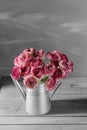 Maroon and white persian buttercup flowers. Curly peony ranunculus in Metallic gray vintage watering can, copy space. Royalty Free Stock Photo