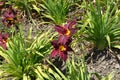 Maroon and yellow flowers of daylilies
