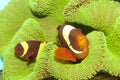 Maroon Yellow Stripe Clownfish Pair