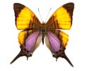 Marpesia Daggerwing Swallowtail Butterfly