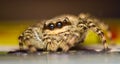 Marpissa muscosa jumping spider Royalty Free Stock Photo