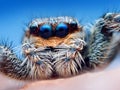 Marpissa muscosa jumping spider