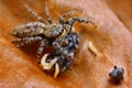 Marpissa muscosa jumping spider eating fly