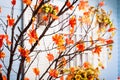 Marple tree with orange leaves at the white window with shutters Royalty Free Stock Photo