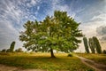 Marple tree in a park Royalty Free Stock Photo