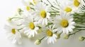 Marquerite Daisies on a Pure White Canvas Royalty Free Stock Photo