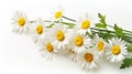 Marquerite Daisies on a Pure White Canvas Royalty Free Stock Photo