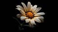 Marquerite Daisy against a plain black backdrop Royalty Free Stock Photo