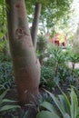 Marrakech, Morocco - Feb 21, 2023: Le Jardin Secret (The Secret Garden), in the old medina of Marrakech