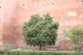 Marrakech Orange Tree Royalty Free Stock Photo