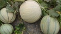 Melons in morrocco Royalty Free Stock Photo