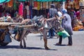 MARRAKESH, MOROCCO - JUNE 04, 2017: View of the donkey in the medina of Marrakesh on a sunny day