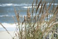 Marram beach grass close up with rough bay water Royalty Free Stock Photo