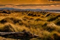 Marram and beach grass growing on the sand dunes Royalty Free Stock Photo