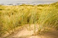 Marram grass Royalty Free Stock Photo