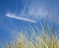 Marram Grass Royalty Free Stock Photo