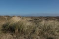 Marram grass (Ammophila arenaria) in front of a dune landscape