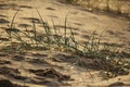 Marram grass Ammophila, backlit coastal plant