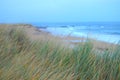 Marram Grass on Beach Royalty Free Stock Photo